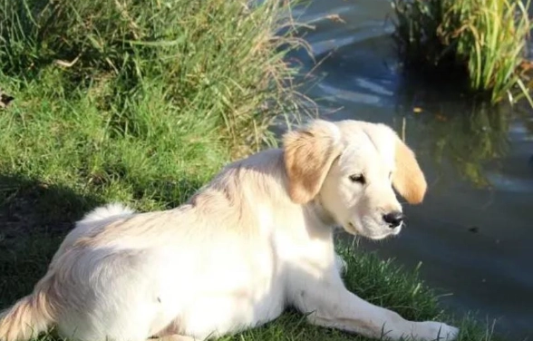 狗狗誤食漂白水 狗狗誤食漂白水