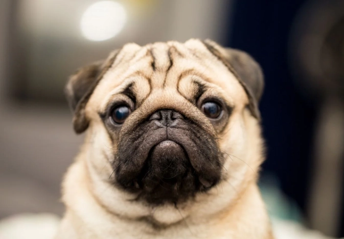 巧克力對狗的毒性