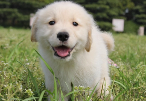 幼犬健康食品 幼犬健康食品