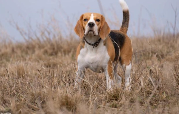比格犬缺點 比格犬缺點