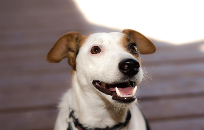 狗狗氣管塌陷症狀