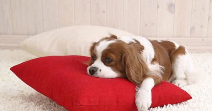 狗吃老鼠藥怎麼辦