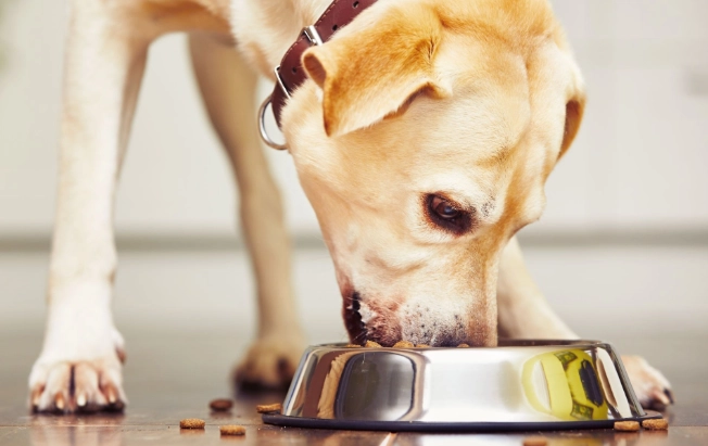 糯米玉米對狗的影響