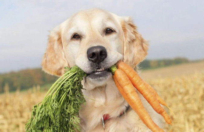 狗食青豆安全嗎