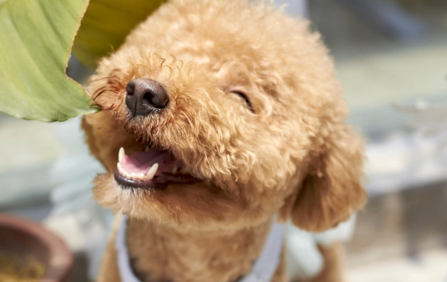 玩具貴賓犬平均壽命 玩具貴賓犬平均壽命