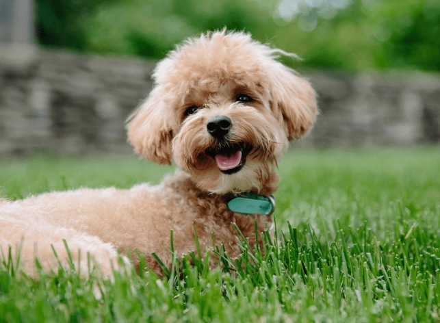 三個月玩具貴賓照顧 三個月玩具貴賓照顧