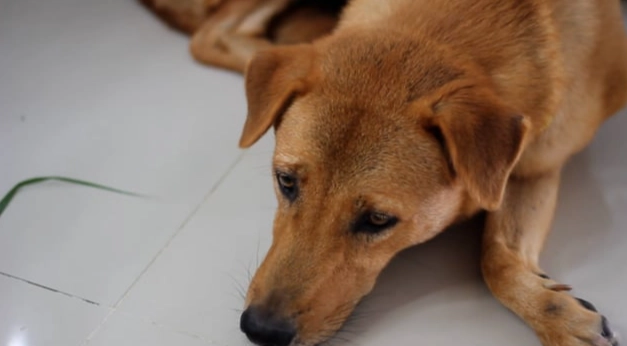 狂犬病疫苗注射時間 狂犬病疫苗注射時間