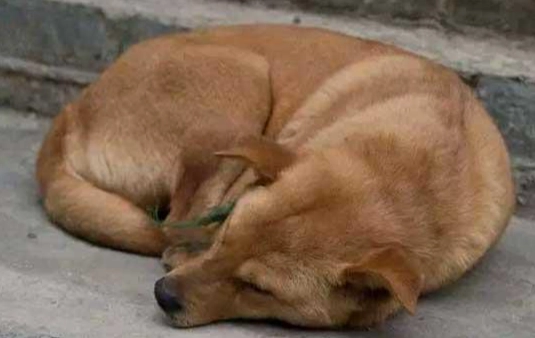 狗咬傷處理步驟 狗咬傷處理步驟