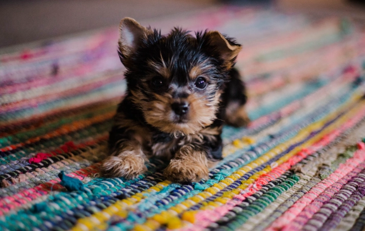 幼犬營養補充品 幼犬營養補充品
