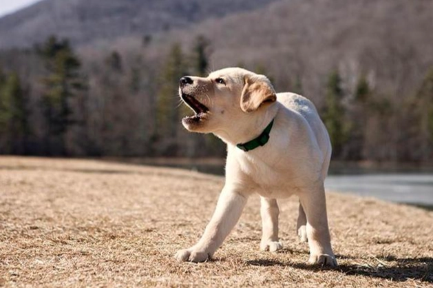 如何阻止狗狗亂叫
