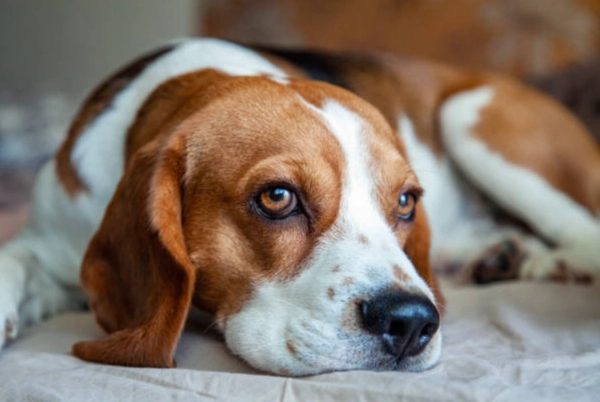 比格犬缺點 比格犬缺點