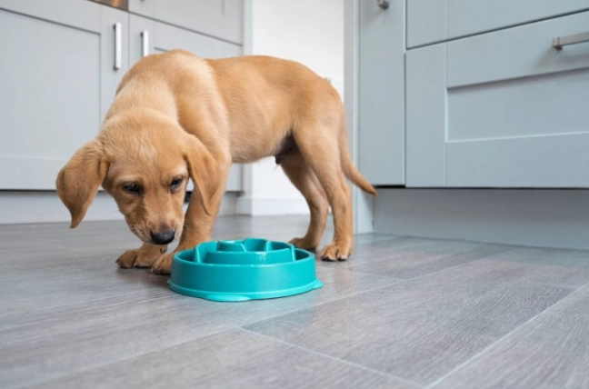 狗狗氣管手術成本