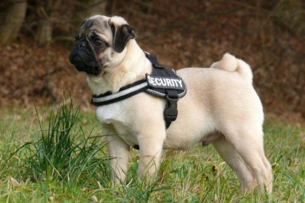 狗咬傷處理方法 狗咬傷處理方法