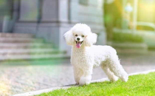 玩具貴賓體重標準 玩具貴賓體重標準