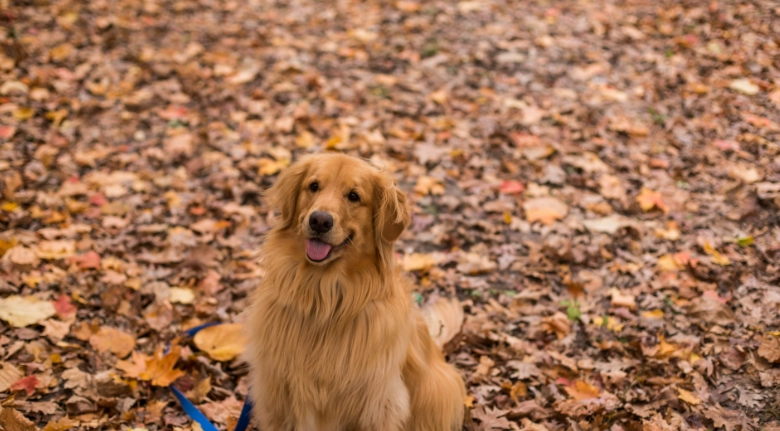 狗吐綠色泡沫預防