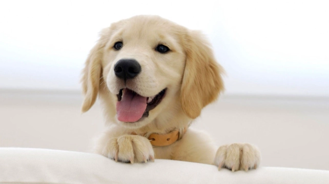 狗訓練方法 狗訓練方法