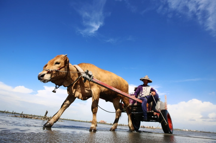 王功牛車體驗 王功牛車體驗