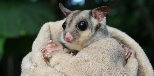 蜜袋鼯可以吃麵包