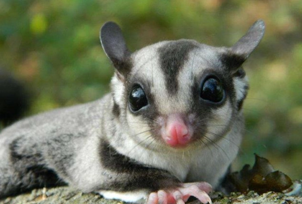 蜜袋鼯飲食 蜜袋鼯飲食