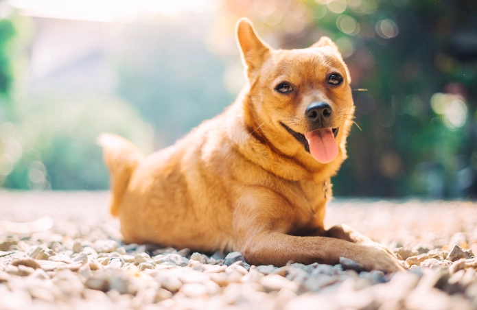 氣管塌陷狗狗營養補充
