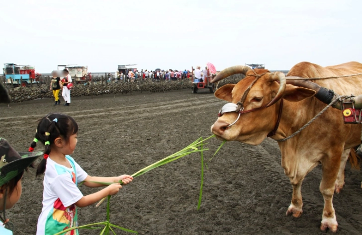 王功牛車體驗 王功牛車體驗
