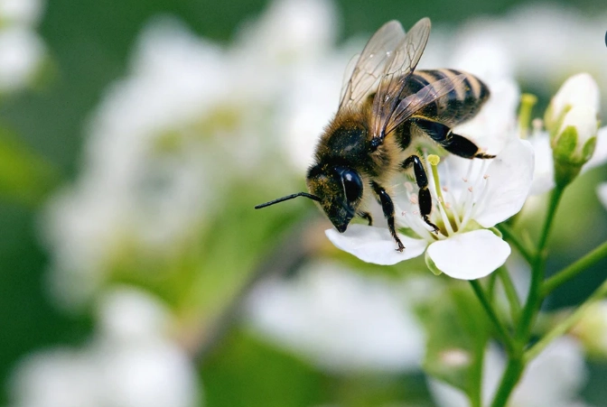 貓蜜蜂叮咬處理