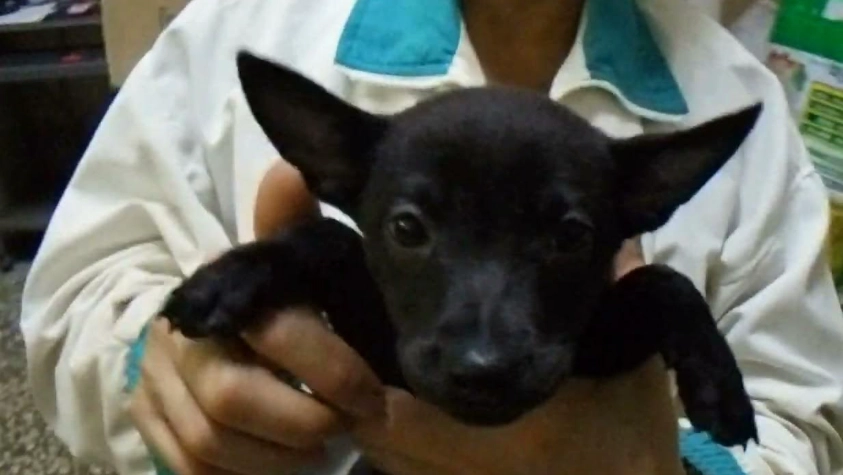 台灣土狗壽命延長