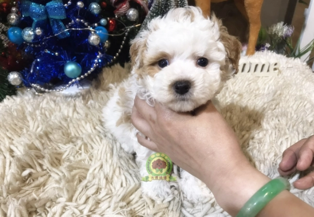 三個月玩具貴賓照顧 三個月玩具貴賓照顧