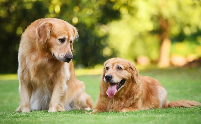 狗狗氣管塌陷治療 狗狗氣管塌陷治療