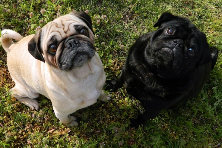 巧克力對狗的危害 巧克力對狗的危害