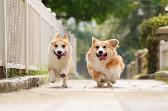 狗狗呼吸困難舒緩