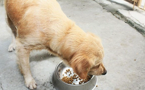 狗狗咳嗽食物建議