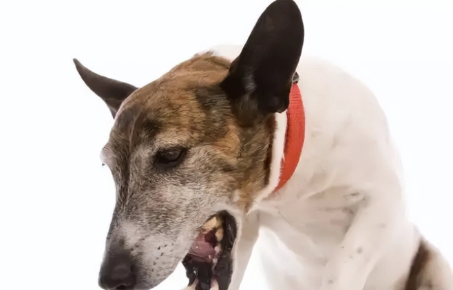 氣管塌陷狗狗壽命