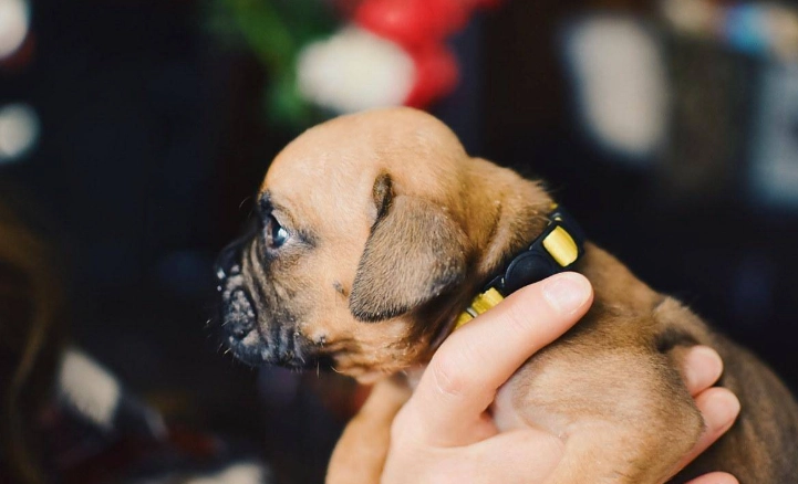 狗狗呕吐没精神 狗狗呕吐没精神