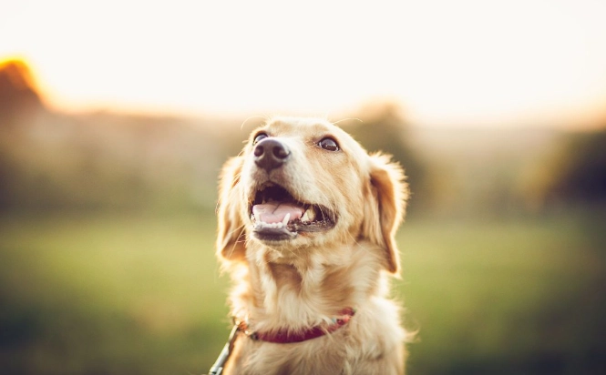 狗狗氣管塌陷保健食品