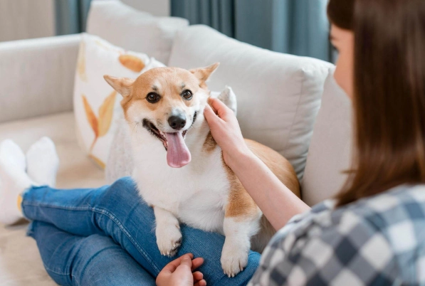 寵物家庭清潔安全 寵物家庭清潔安全