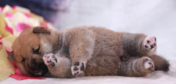 幼犬營養補充品 幼犬營養補充品