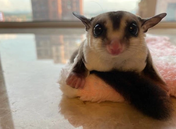 蜜袋鼯 榴蓮 蜜袋鼯 榴蓮