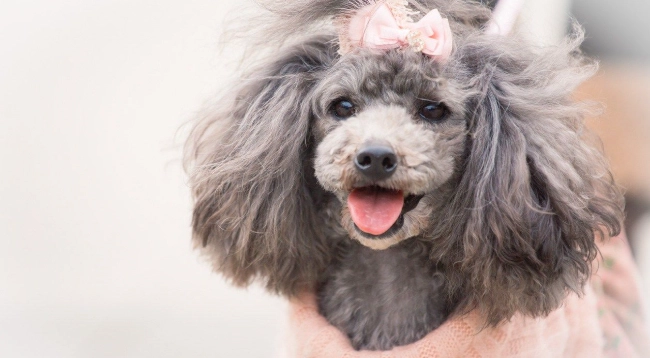 如何延長玩具貴賓狗壽命 如何延長玩具貴賓狗壽命