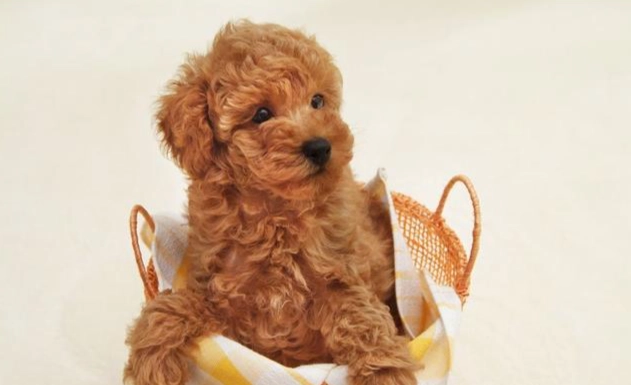 玩具貴賓體重標準 玩具貴賓體重標準