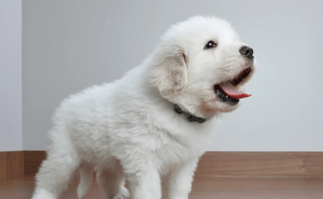 狗狗氣管塌陷治療 狗狗氣管塌陷治療