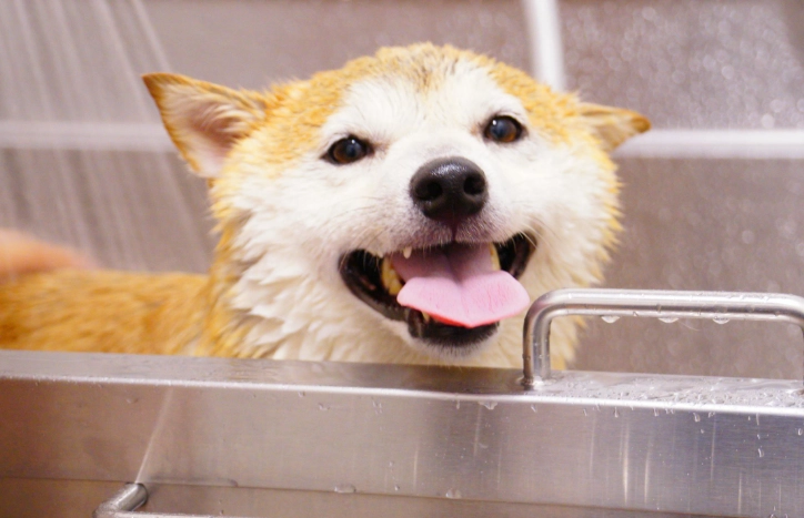 狗吃老鼠藥怎麼辦