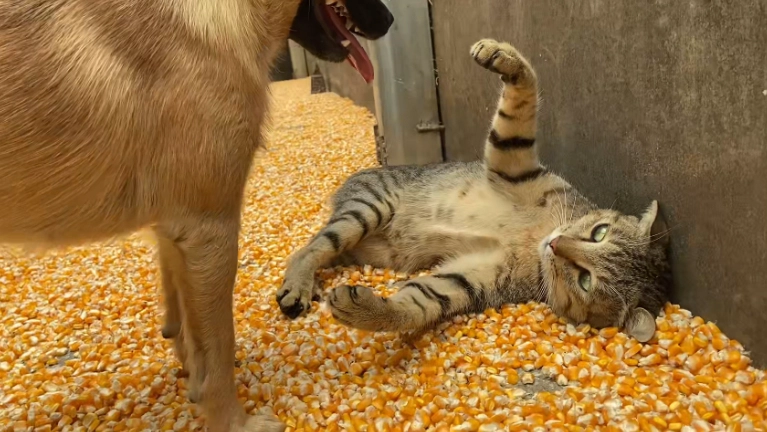 狗吃玉米梗注意事項