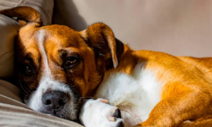 氣管塌陷手術價格