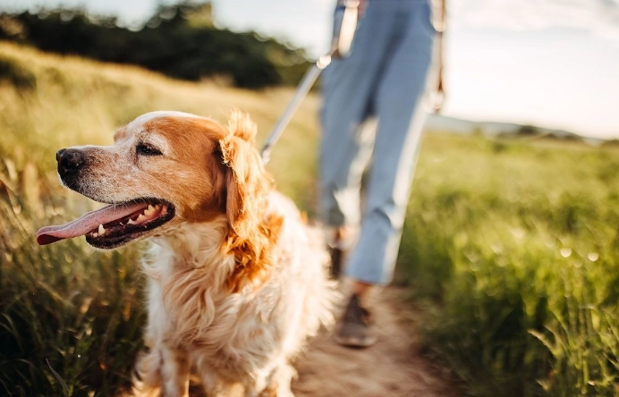 狗狗氣管保健食品推薦