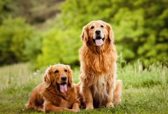 大型犬品種介紹