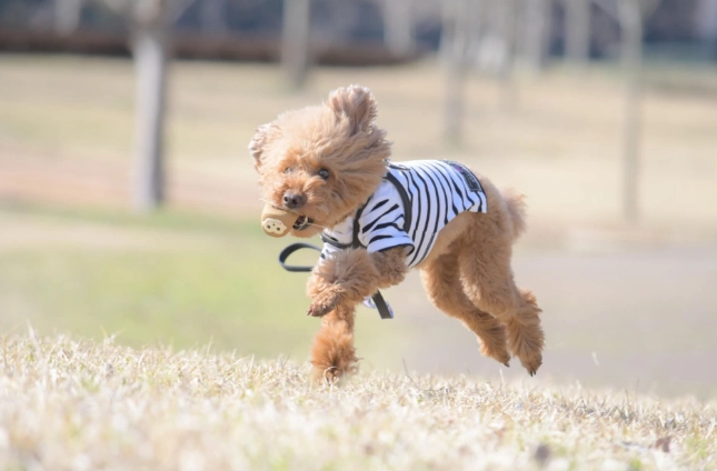 玩具貴賓犬平均壽命 玩具貴賓犬平均壽命