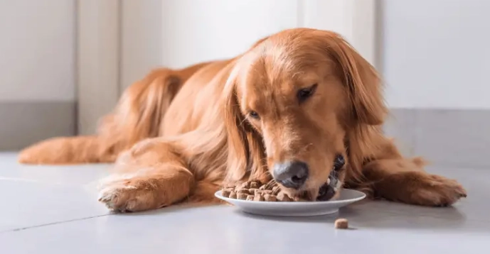 狗狗咳嗽食物建議