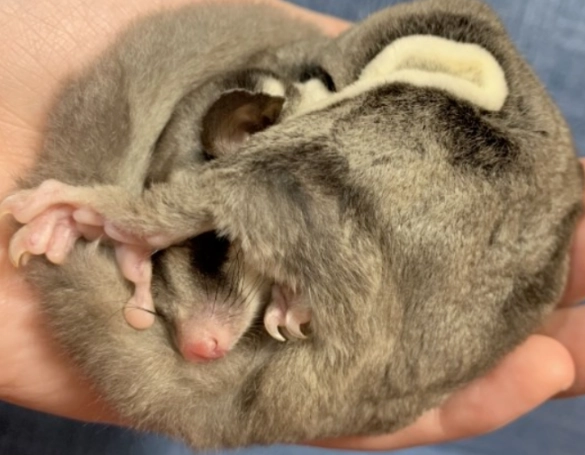 蜜袋鼯飲食 蜜袋鼯飲食