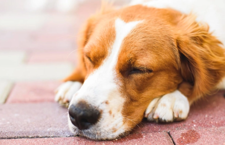 狗狗血便精神好